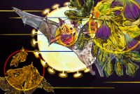A digital illustration in watercolor and pencil shows a Jamaican fruit bat flying in the center of the image. It holds a fig in its mouth, and is moving between two clusters of dying leaves, representing the habitat and food loss the bats are experiencing. In the background, highlighting the bat, is a large interpretation of the covid-19 virus, which also looks like the moon.