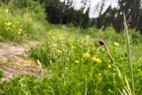 An up close photograph of a Rocky Mountain Wood tick clinging to a tall blade of grass.